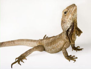 39 Best Photos Pet Lizards For Sale - Yellow Ackie Monitor Cb20 Captive Bred Monitor Lizard For Sale
