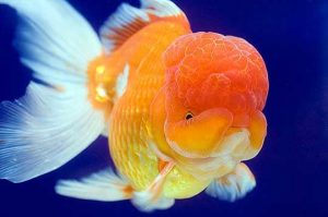 lionhead fancy goldfish
