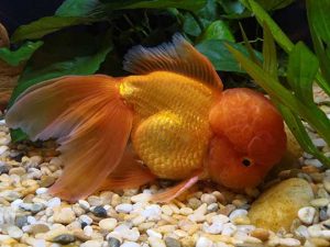 oranda fancy goldfish