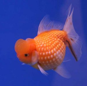 pearlscale fancy goldfish